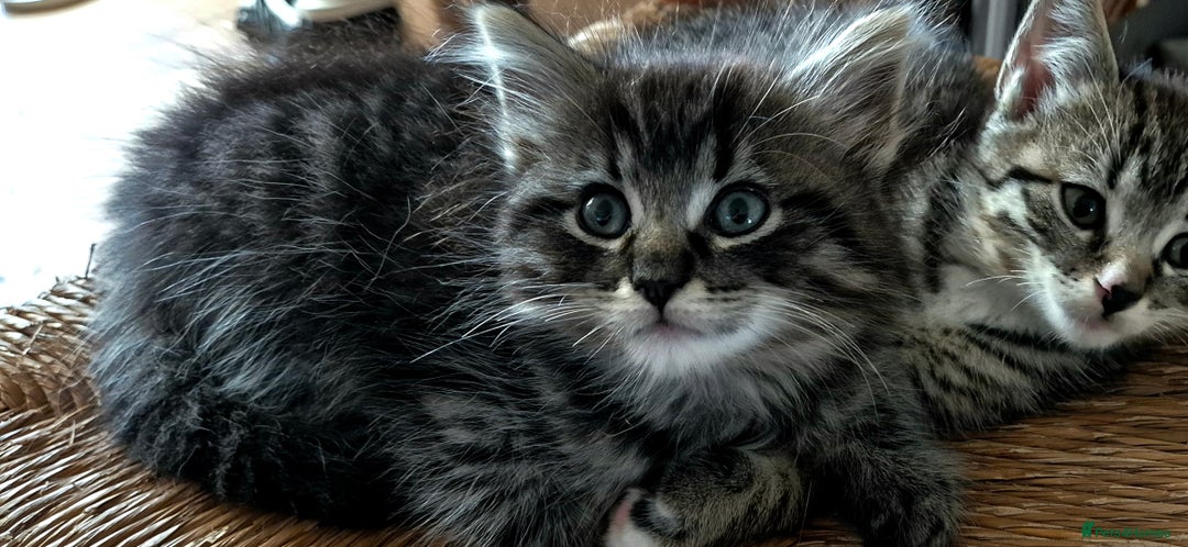Ragdoll cats for sale: Mixed Ragdoll Kitten - Image 3