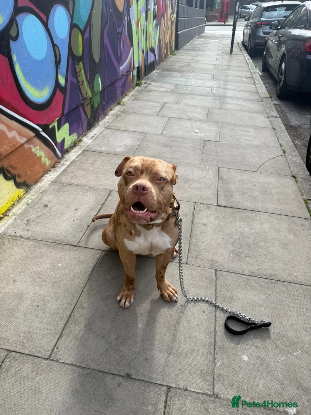 Alapaha Blue Blood Bulldog dogs for stud: Mixed breed merle boy for stud  - Advert 1