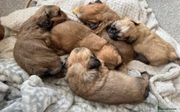 Shih Tzu dogs for sale: 5 beautiful Shih tzu puppies  - Image 1