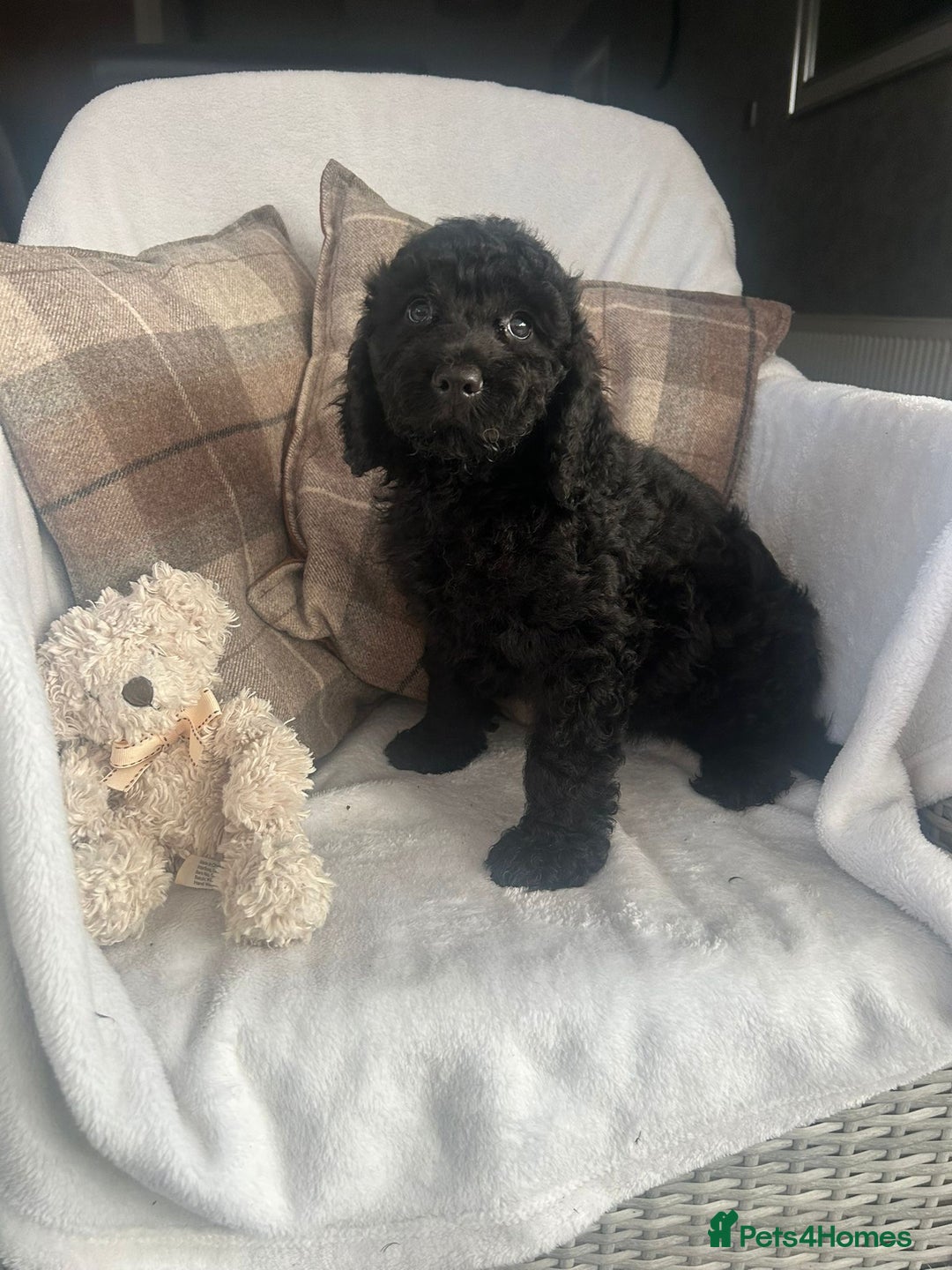 Cockapoo dogs for sale: F1 miniature gorgeous cockapoo puppies  - Image 16