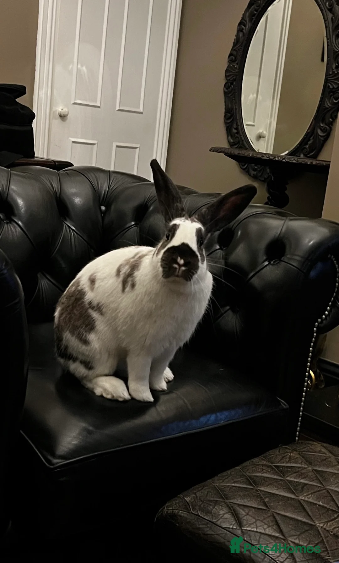 English Spot rabbits for sale: Rescue spayed female  - Advert 6