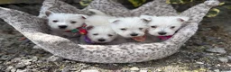 West Highland Terrier dogs for sale: Gorgeous Westie female puppies - Advert 3