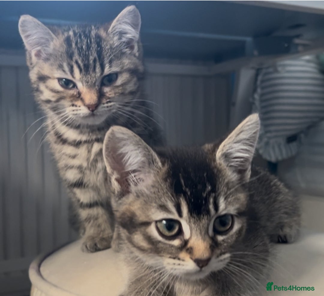 Scottish Fold cats for sale: Two Scottish Straight kittens, both female! - Advert 8