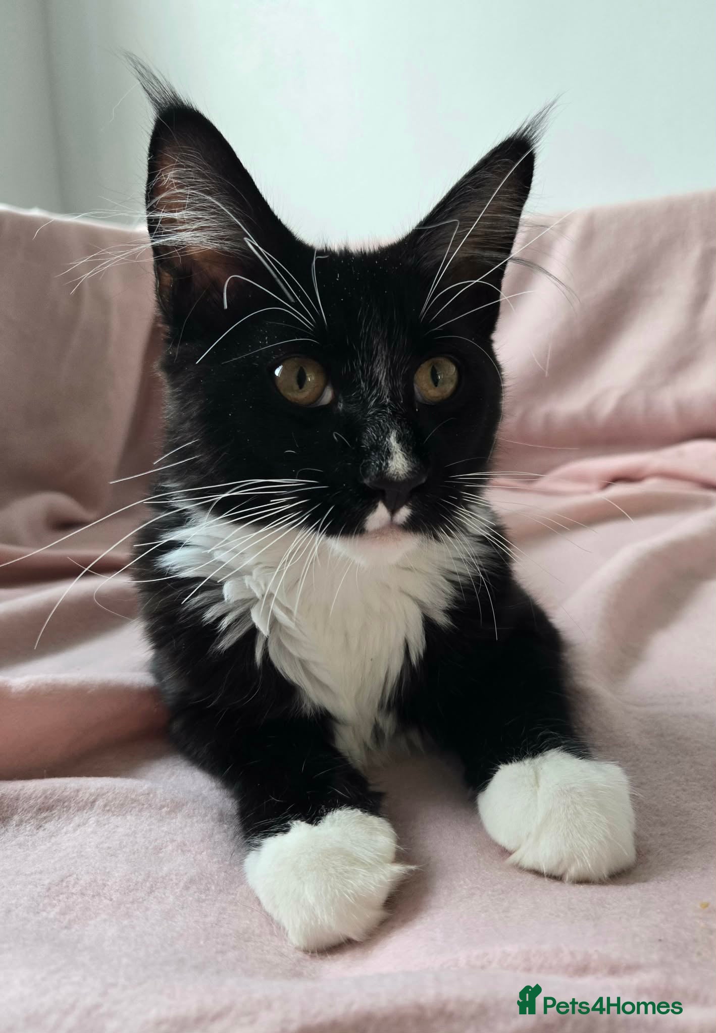 Maine Coon cats Maine Coon boy looking for forever home.  - Advert 2