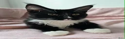 Maine Coon cats for sale: Maine Coon boy looking for forever home.  - Advert 7