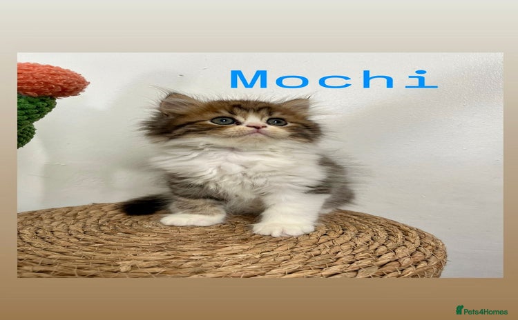 Persian cats - Advert 1