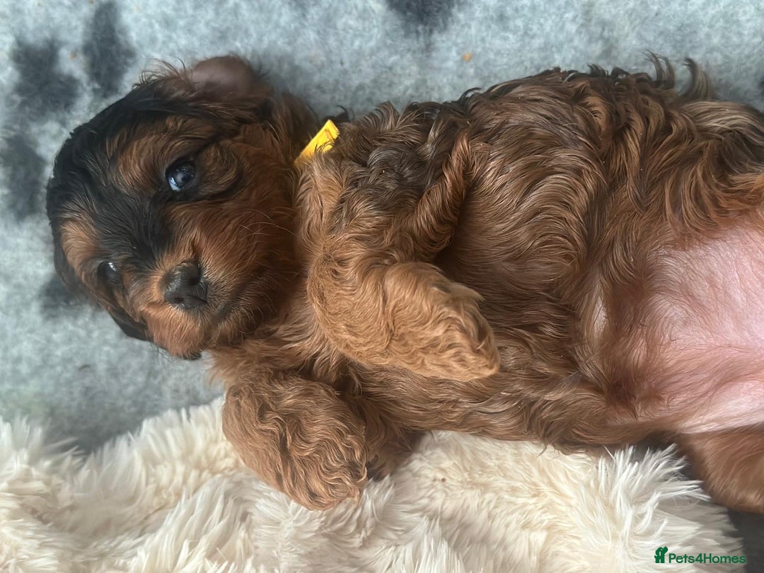 Cockapoo dogs for sale: Stunning F1 Cockerpoo Puppies  - Advert 15