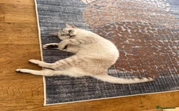 British Shorthair cats for sale: British scottish shorthair - Image 3