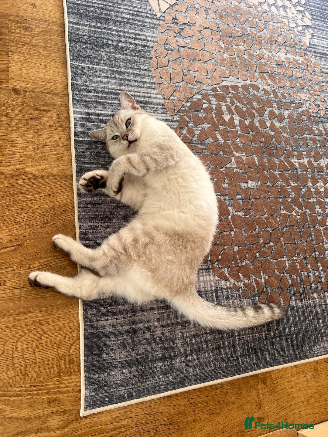 British Shorthair cats for sale: British scottish shorthair - Image 3