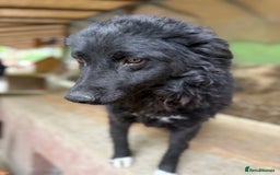 Mixed Breed dogs for adoption: Astra - Friendly girl looking for a home! - Image 5