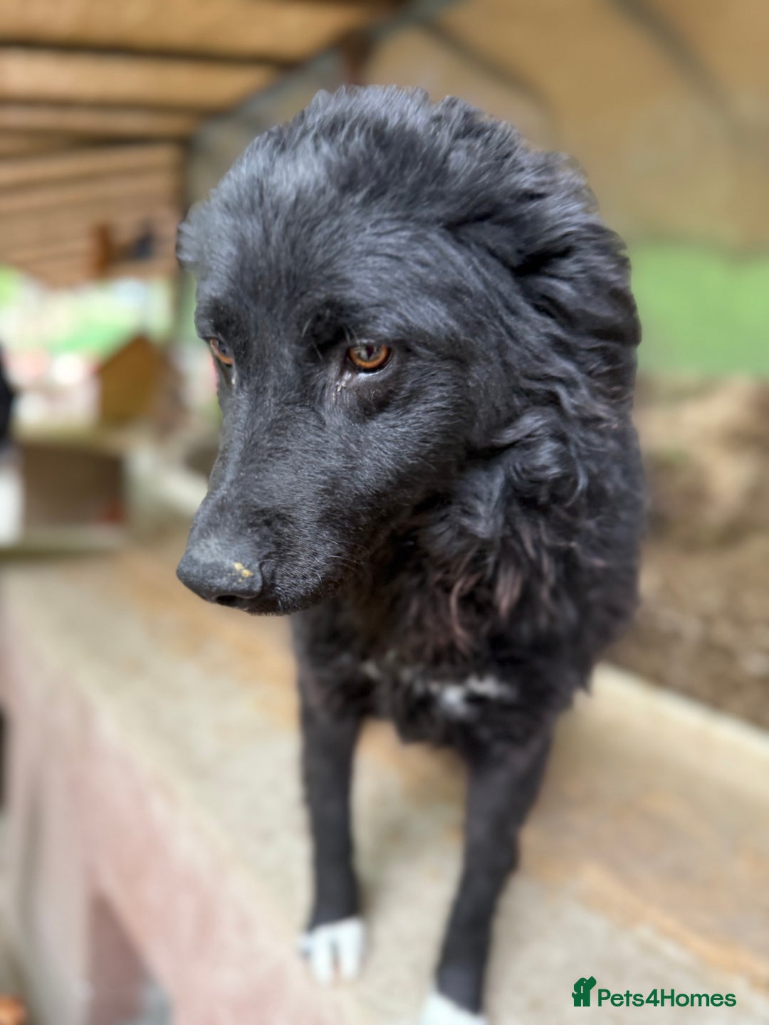 Mixed Breed dogs for adoption: Astra - Friendly girl looking for a home! - Image 5