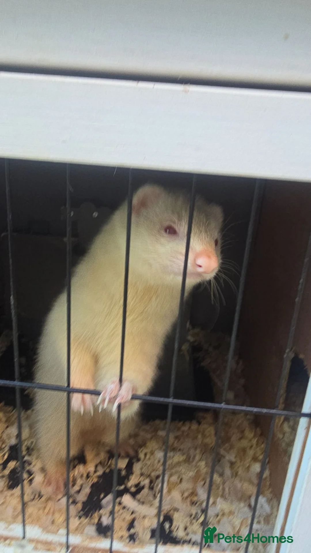 Ferret rodents for sale: Albino Jill - Advert 1