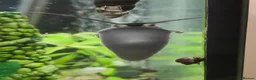 Snails fish for sale: Mystery Snails - Advert 4