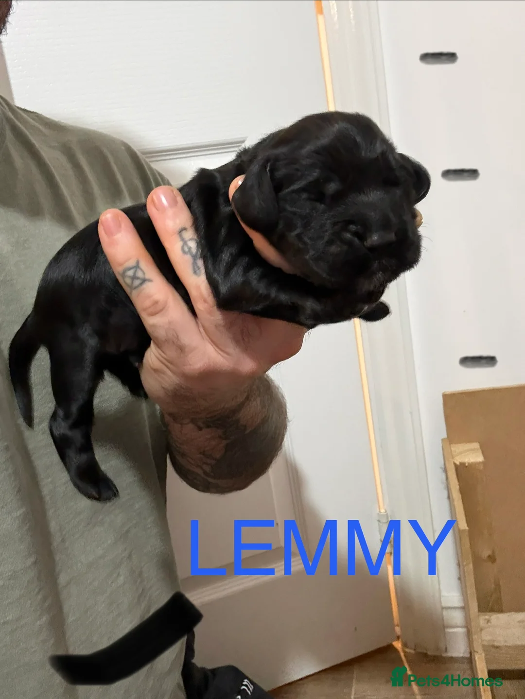 Cocker Spaniel dogs for sale: 3 Cocker Spaniel puppies. AVAILABLE TO VIEW - Advert 18