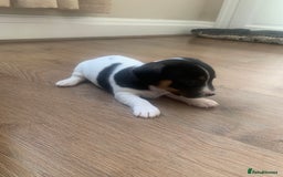 Jack Russell dogs for sale: Lovely miniature jack Russell pups - Image 4