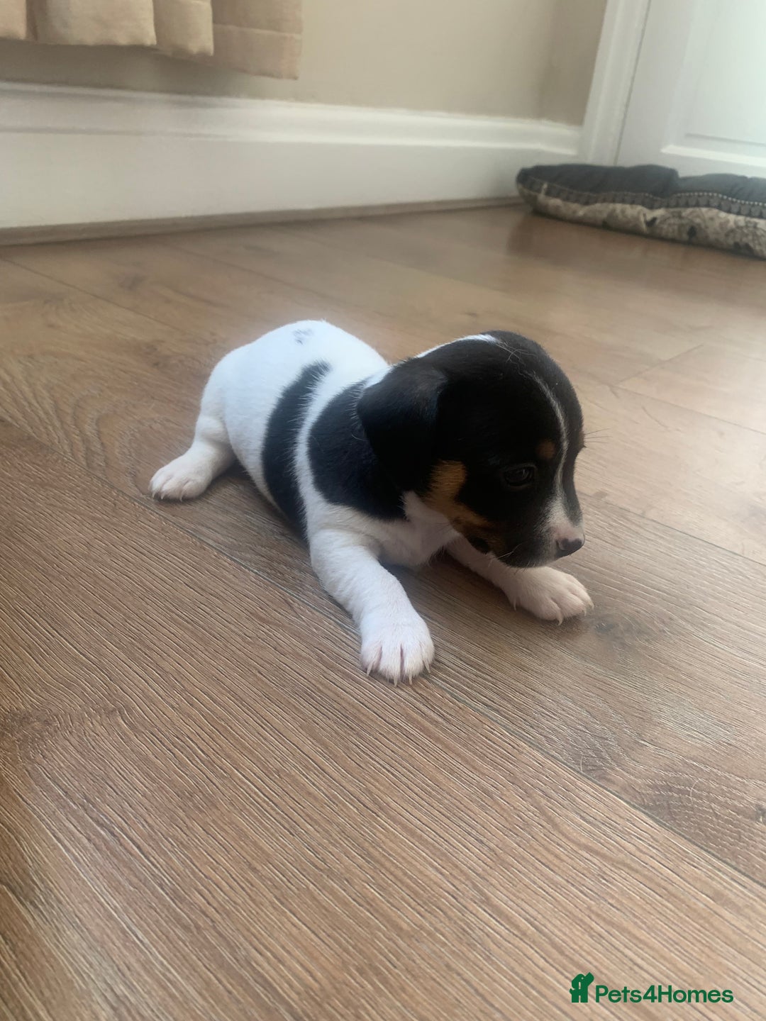 Jack Russell dogs for sale: Lovely miniature jack Russell pups - Image 4