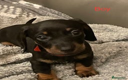 Miniature Dachshund dogs for sale: Roxy has had 6 Miniture dachshunds  - Image 3