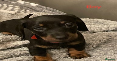 Miniature Dachshund dogs - Advert 14