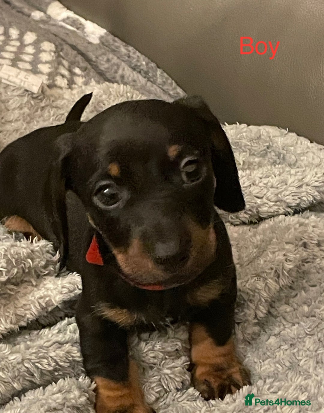 Miniature Dachshund dogs for sale: Roxy has had 6 Miniture dachshunds  - Image 3