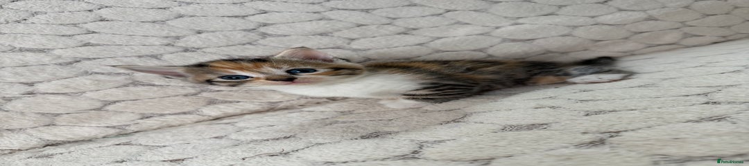 Mixed Breed Kitten 5