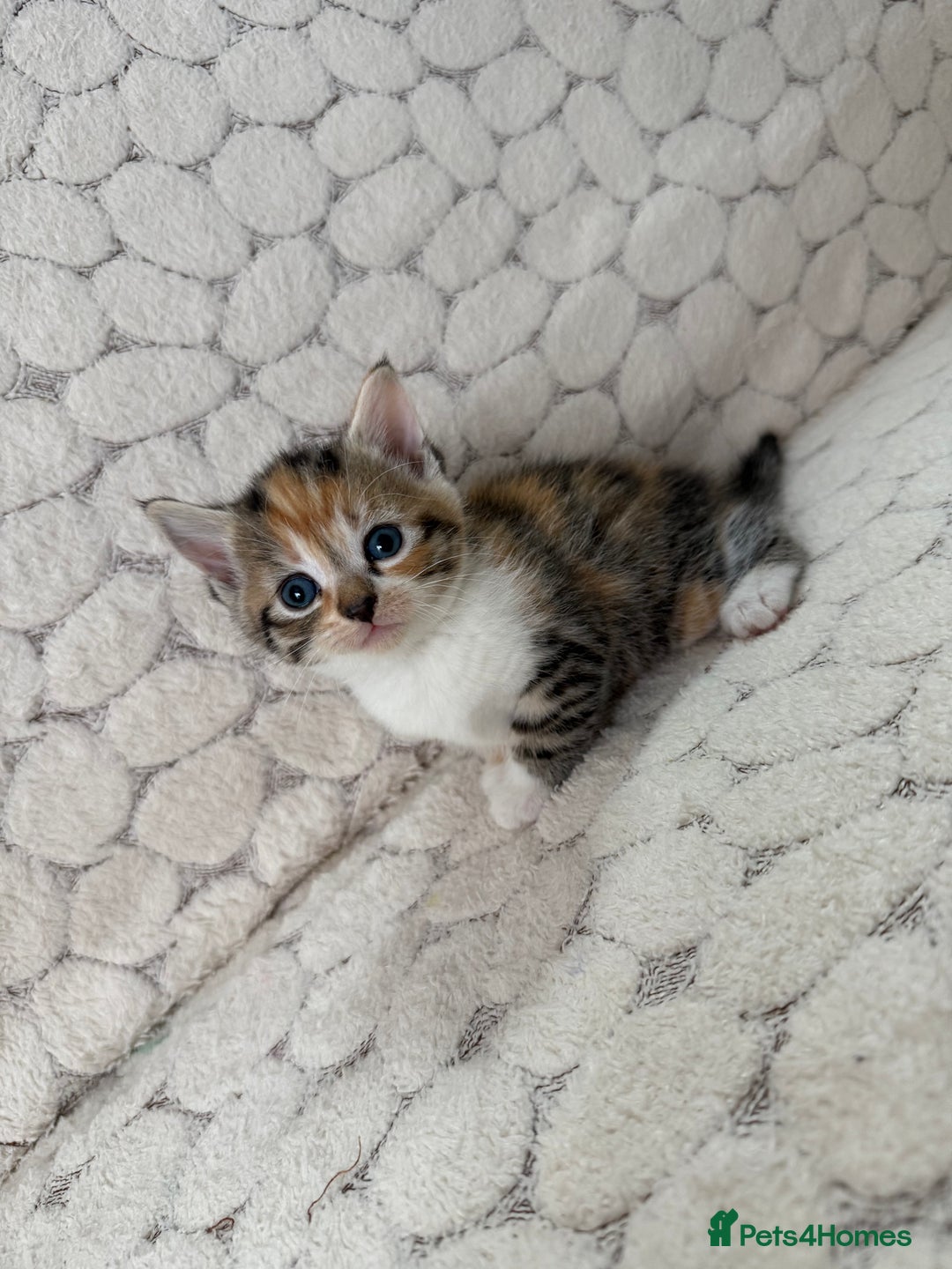 Mixed Breed cats for sale: 7 little kittens - Image 17