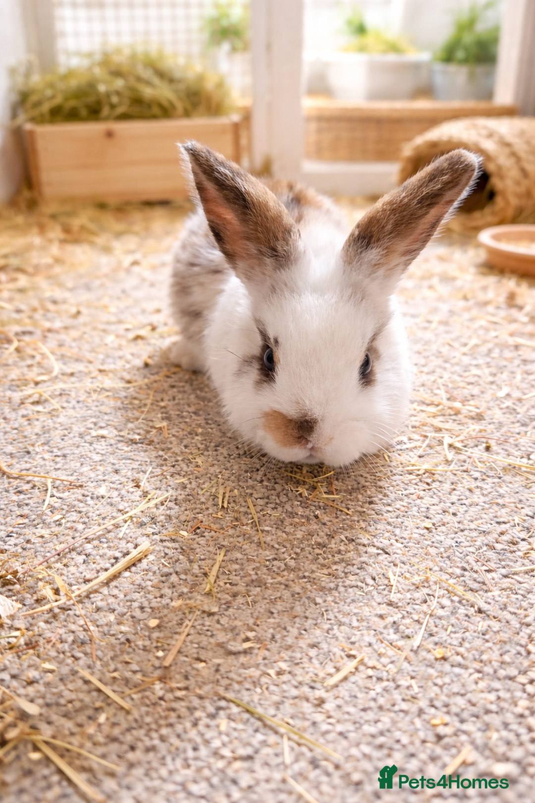 Mini Lop rabbits for sale: Stunning mini lop x LAST TWO REMAINING - Advert 3