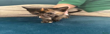 Mixed Breed 4