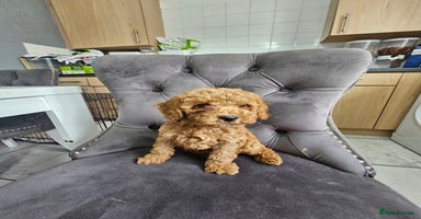 Cockapoo dogs - Advert 2