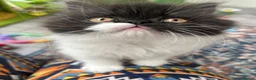 Persian cats for sale: Stunning Persian kitten for sale  in London - Advert 4