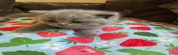 British Shorthair cats for sale: British blue shorthair GIRLS ready 20th June  - Advert 35