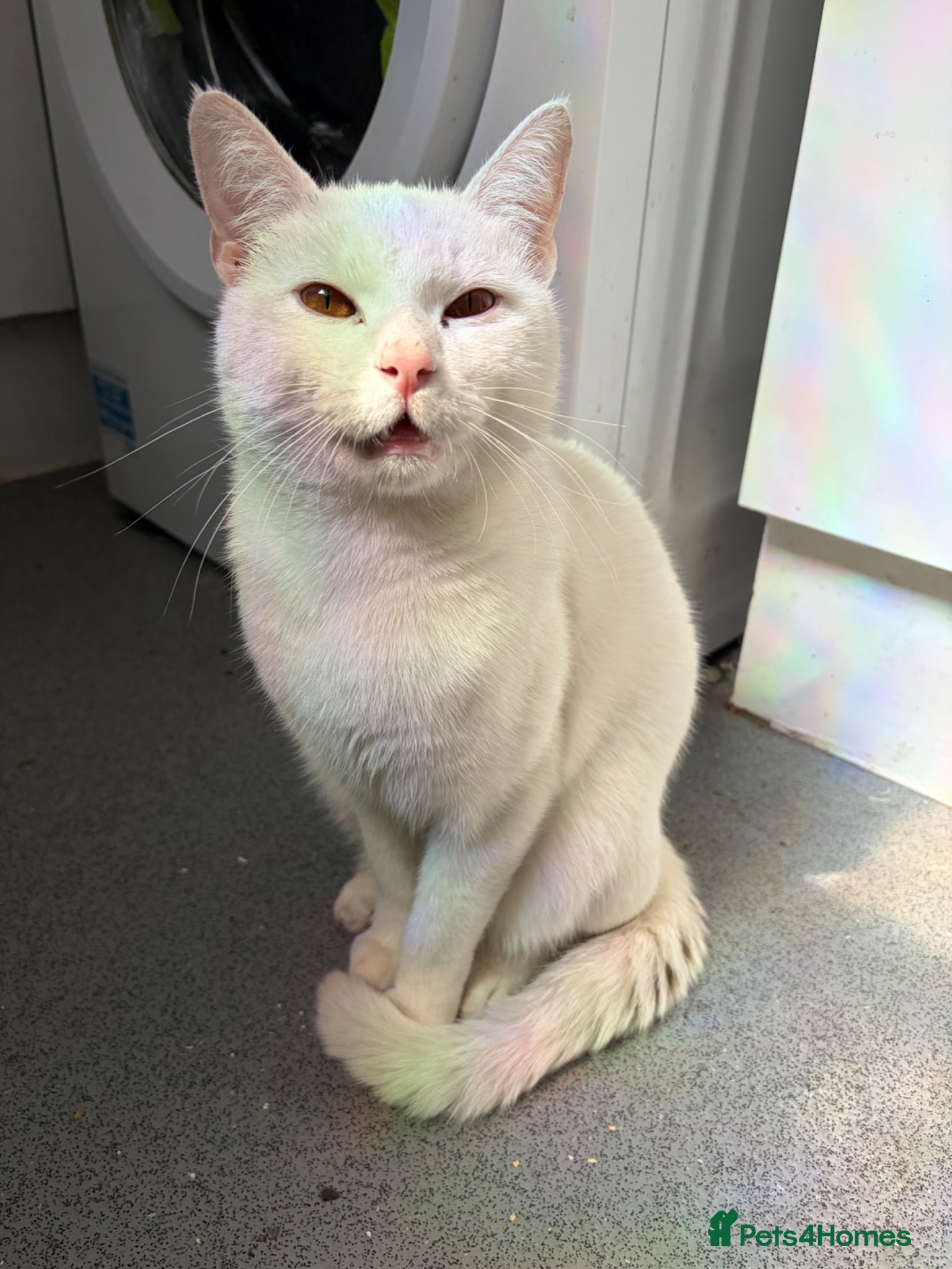 Mixed Breed cats Gorgeous 1 year old boy - Advert 2