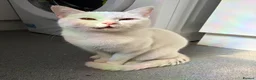Mixed Breed cats for sale: Gorgeous 1 year old boy in Coventry - Advert 1