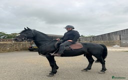 Friesian horses for sale: Bretland  - Image 2