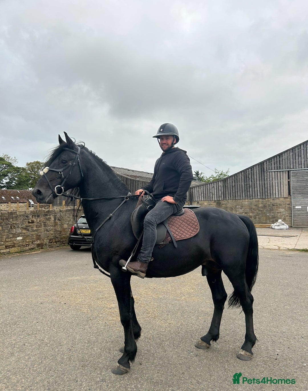 Friesian horses for sale: Bretland  - Image 2