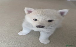 Pomsky dogs for sale: Pomsky F3 - Image 11