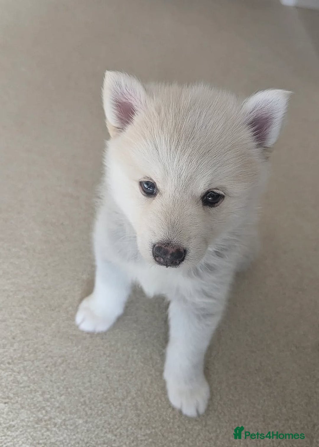 Pomsky dogs for sale: Pomsky F3 - Image 11