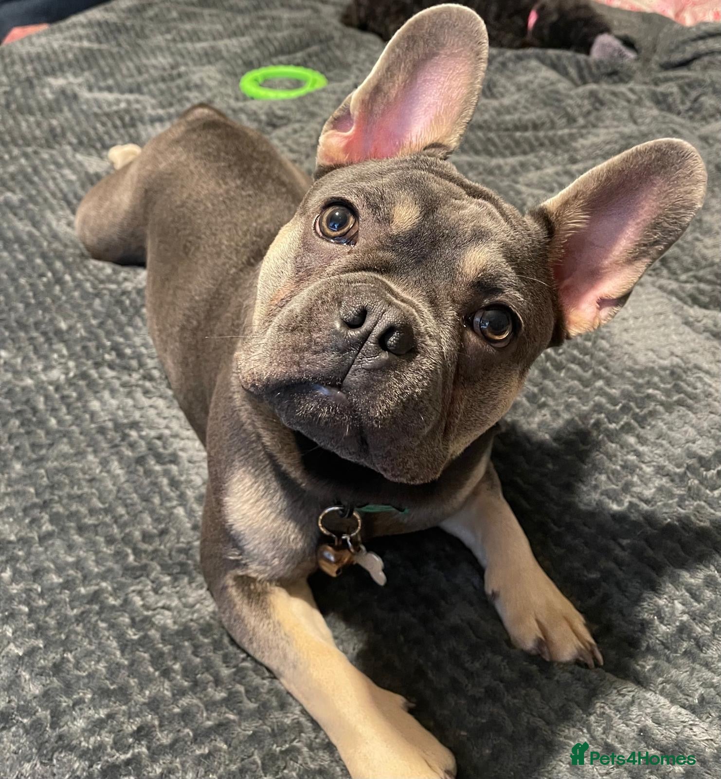 French Bulldog dogs 2 year old male French Bulldog - Advert 2