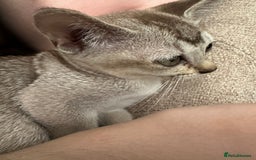 Burmilla cats for sale: GCCF reg pedigree Kittens - Image 7