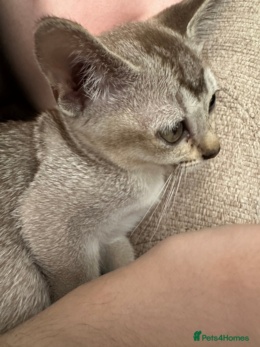 Burmilla cats for sale: GCCF reg pedigree Kittens - Image 7