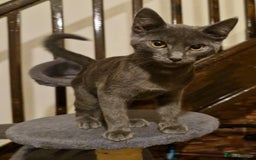 Mixed Breed cats for sale: Blue boy  - Image 2