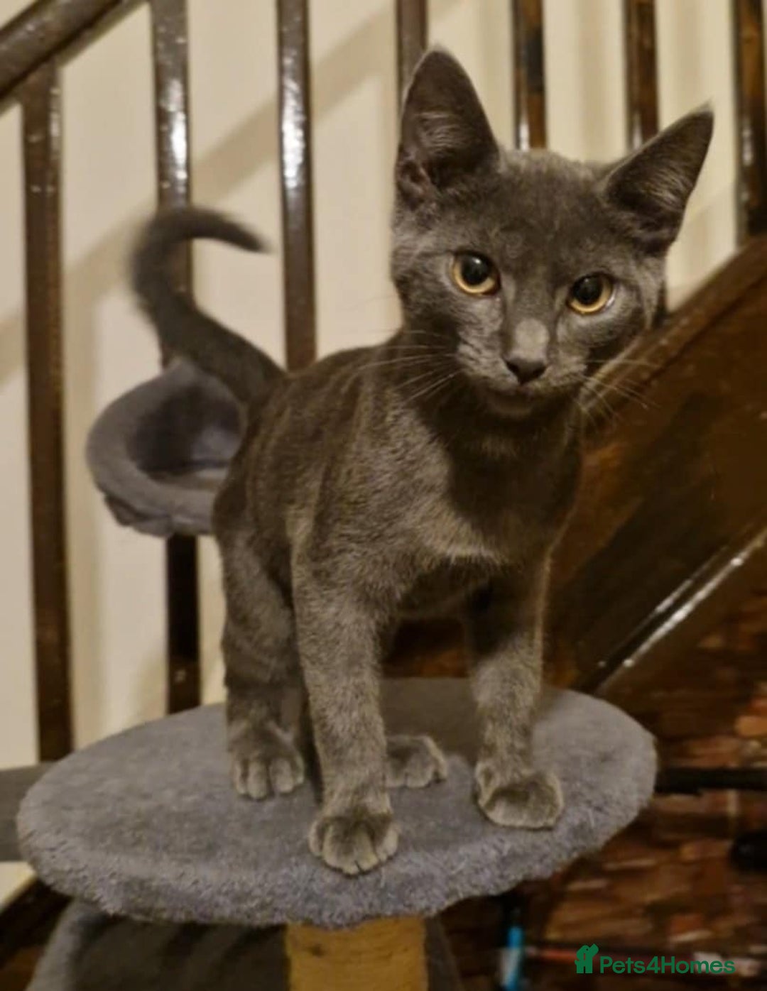Mixed Breed cats for sale: Blue boy  - Image 2