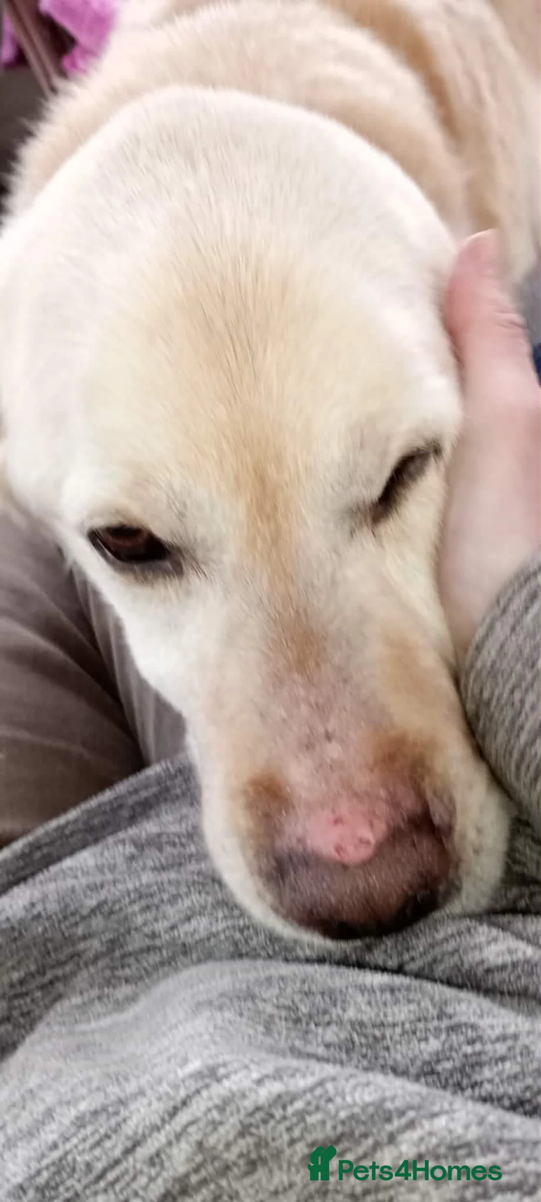 Labrador Retriever dogs for adoption: Sweet Leo in Lincoln - Advert 5