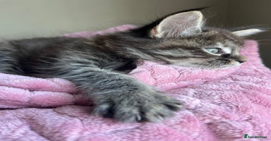 Maine Coon cats - Advert 9