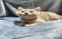 British Shorthair cats for sale: ✨Pure bred  chunky British shorthairs ✨ - Image 10