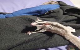 Sugar Glider rodents for sale: Sugar glider 1 boy one girl  - Image 2