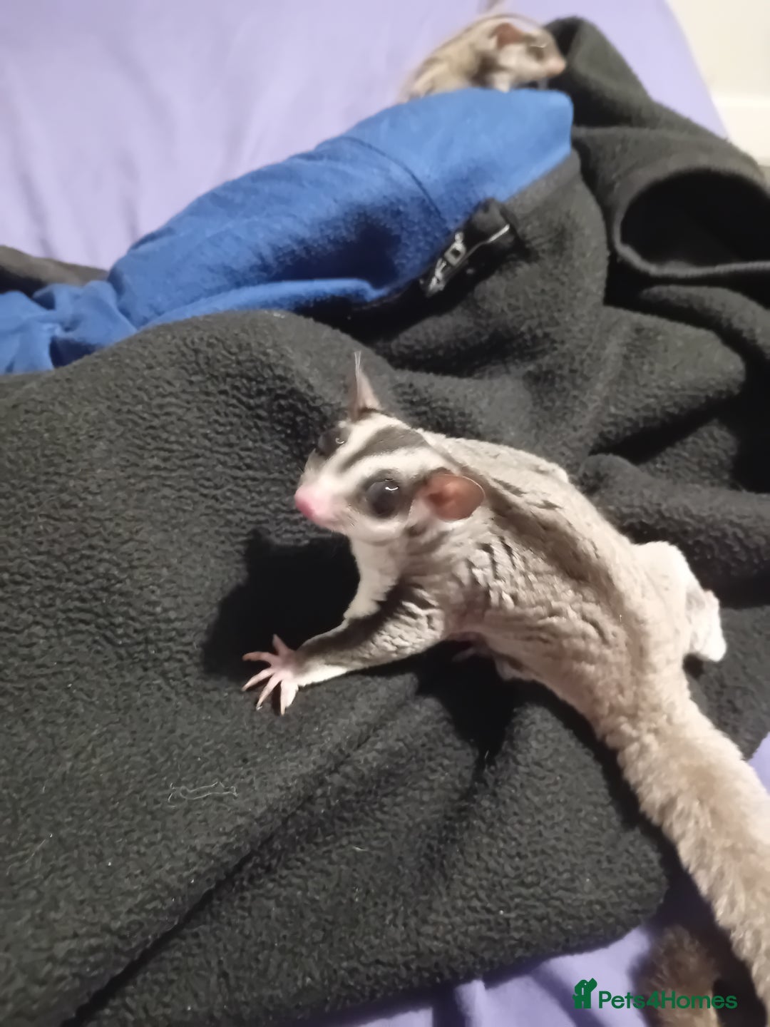 Sugar Glider rodents for sale: Sugar glider 1 boy one girl  - Image 2