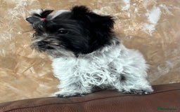 Mixed Breed dogs for sale: Colour Yorkshire Terrier   , DNA tested parents  - Image 2