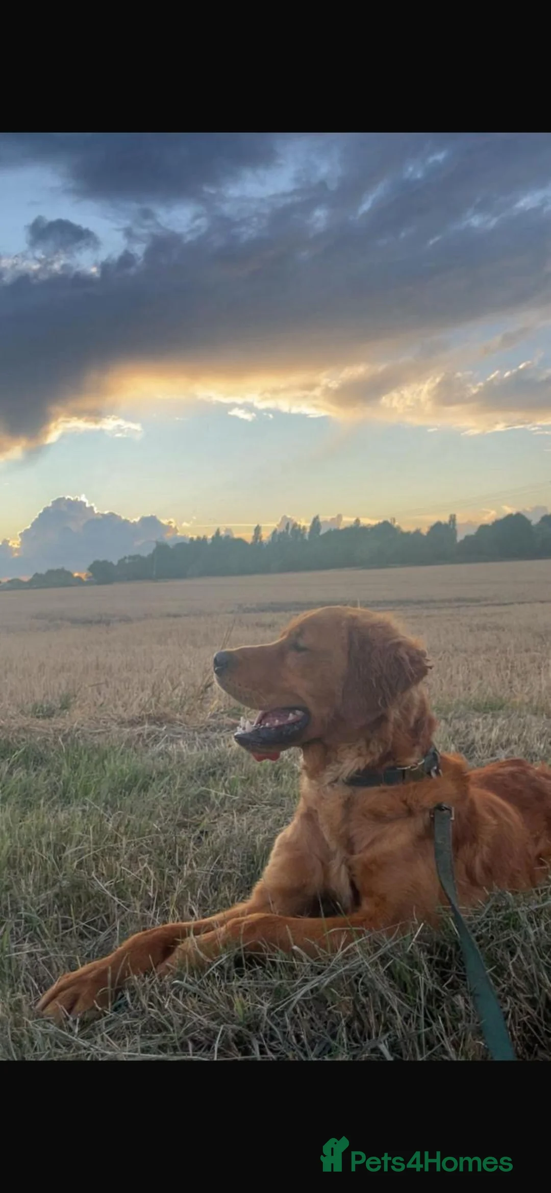 Goldador dogs for sale: Chunky dark red goldador puppies  - Advert 6