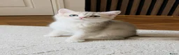 British Shorthair cats for sale: Exceptional GCCF Golden British Shorthair Kittens - Advert 6