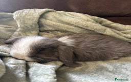 Mini Lop rabbits for sale: Adorable Mini Lop Babies for Sale - Advert 3